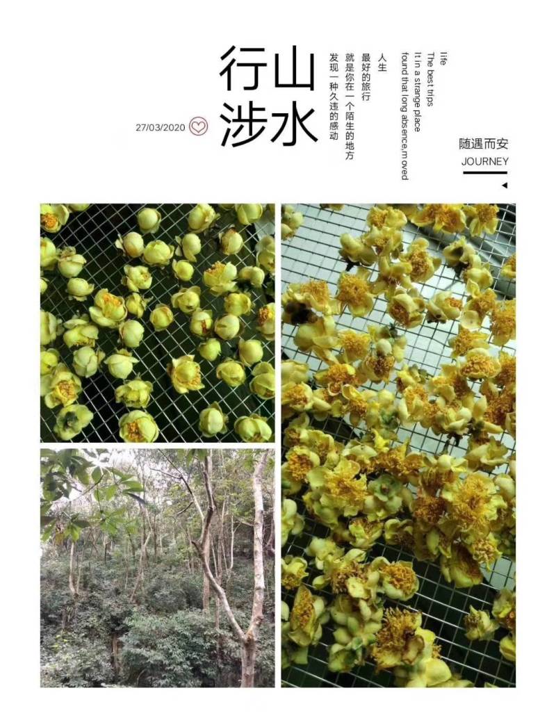 大山里金花茶广西河池市天峨县大山金花茶金花茶