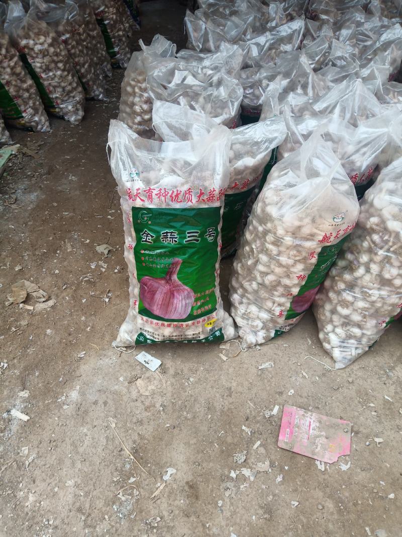 大名紫红皮蒜种