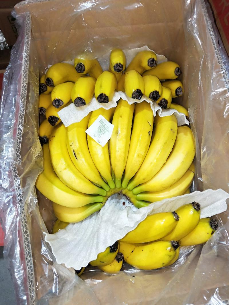 【精选热销】供应精品香蕉口感甜糯不硬心全国配货