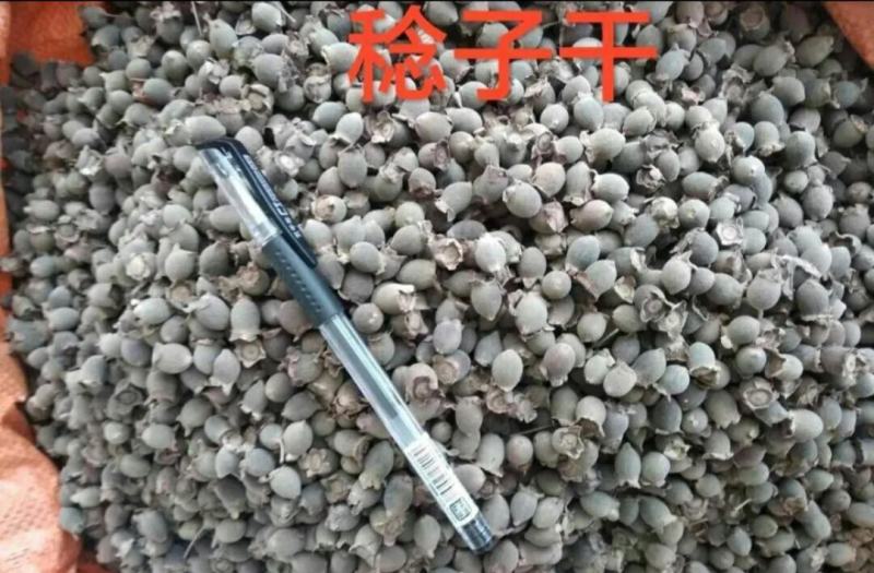 广东桃金娘菇棯子批发零售可泡酒