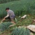 小葱大量上市，无干尖无白点，价格便宜，日供2万斤