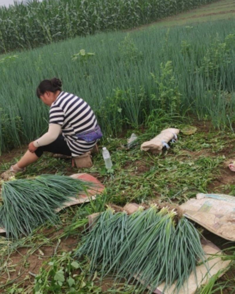小葱大量上市，无干尖无白点，价格便宜，日供2万斤