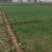 小葱大量上市，无干尖无白点，价格便宜，日供2万斤