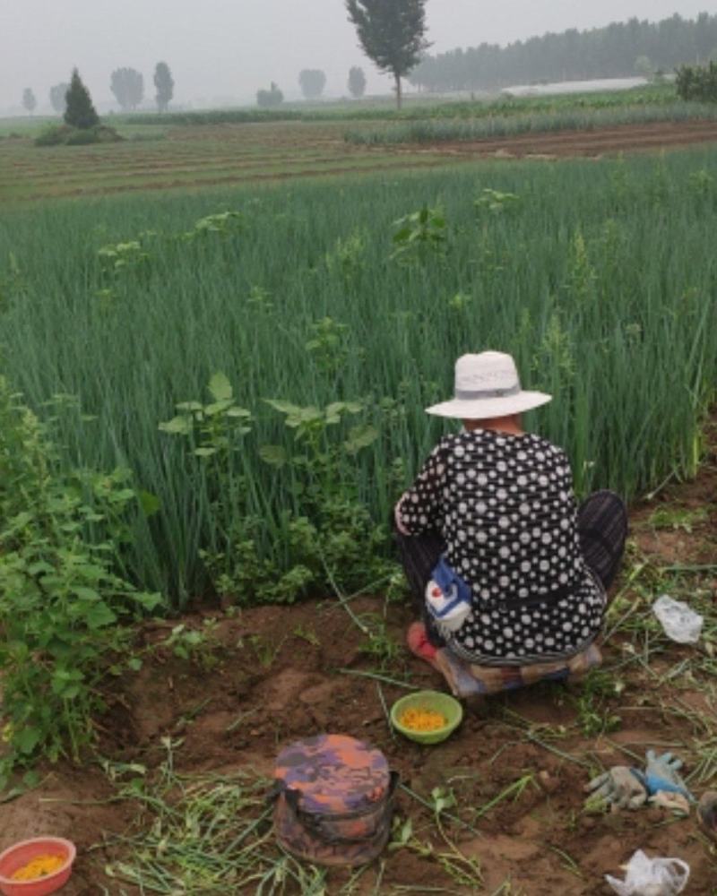 小葱大量上市，无干尖无白点，价格便宜，日供2万斤