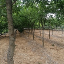 皂角树