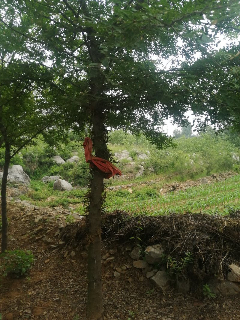 皂角树