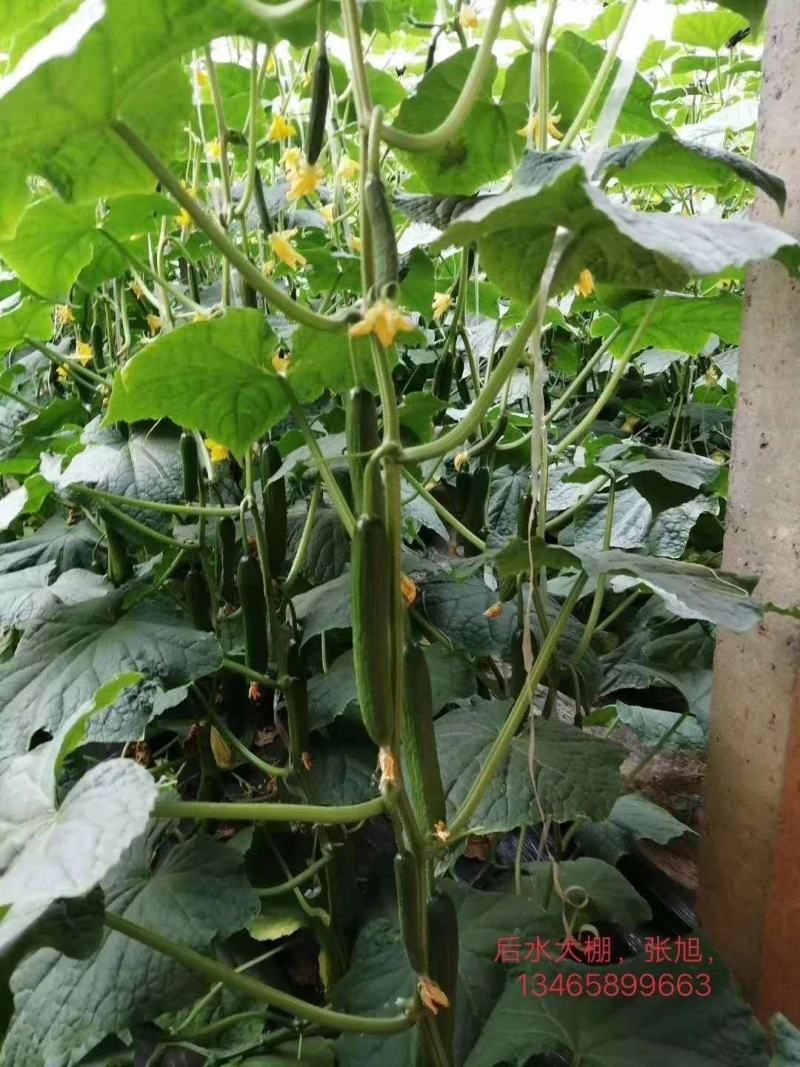 白黄瓜供应春秋量大欢迎光临