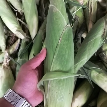 鲜食玉米