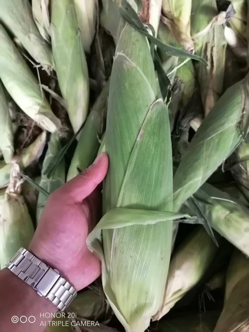 鲜食玉米