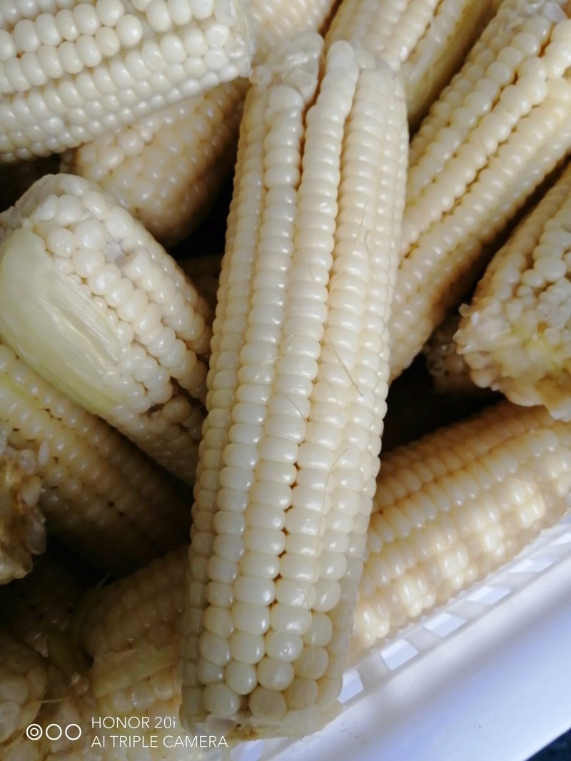鲜食玉米
