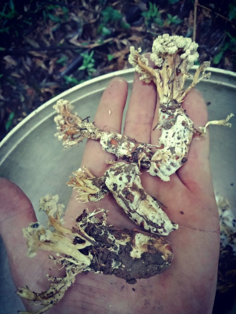 浙江省舟山群岛农夫野生三叶青鲜货中药全草