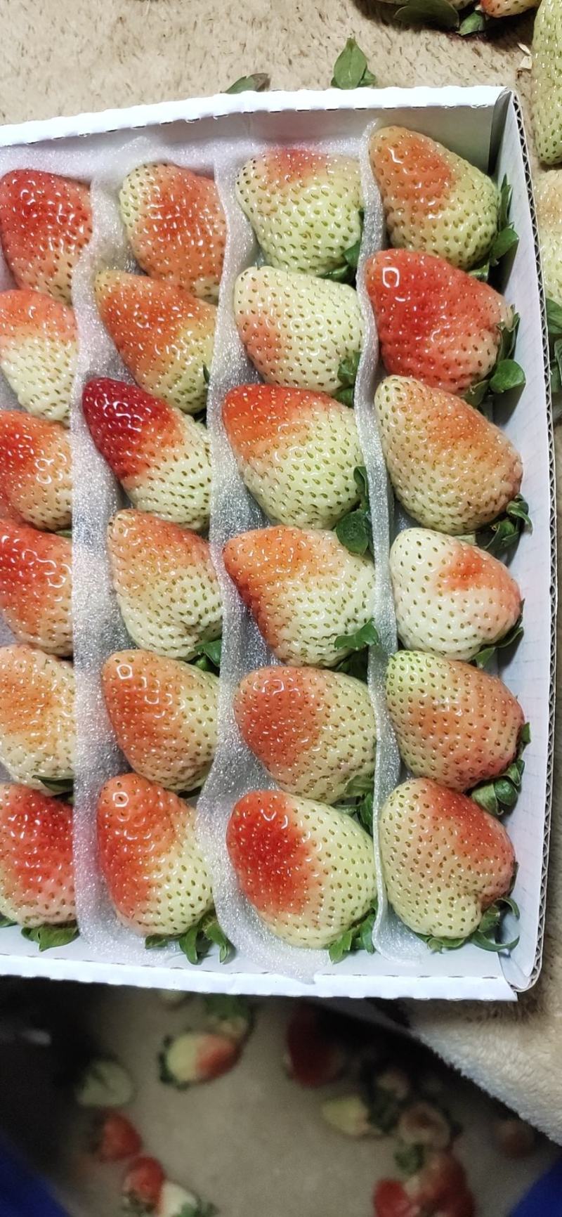 云南高原奶油草莓汁多味甜个大漂亮对接各大商超欢迎采
