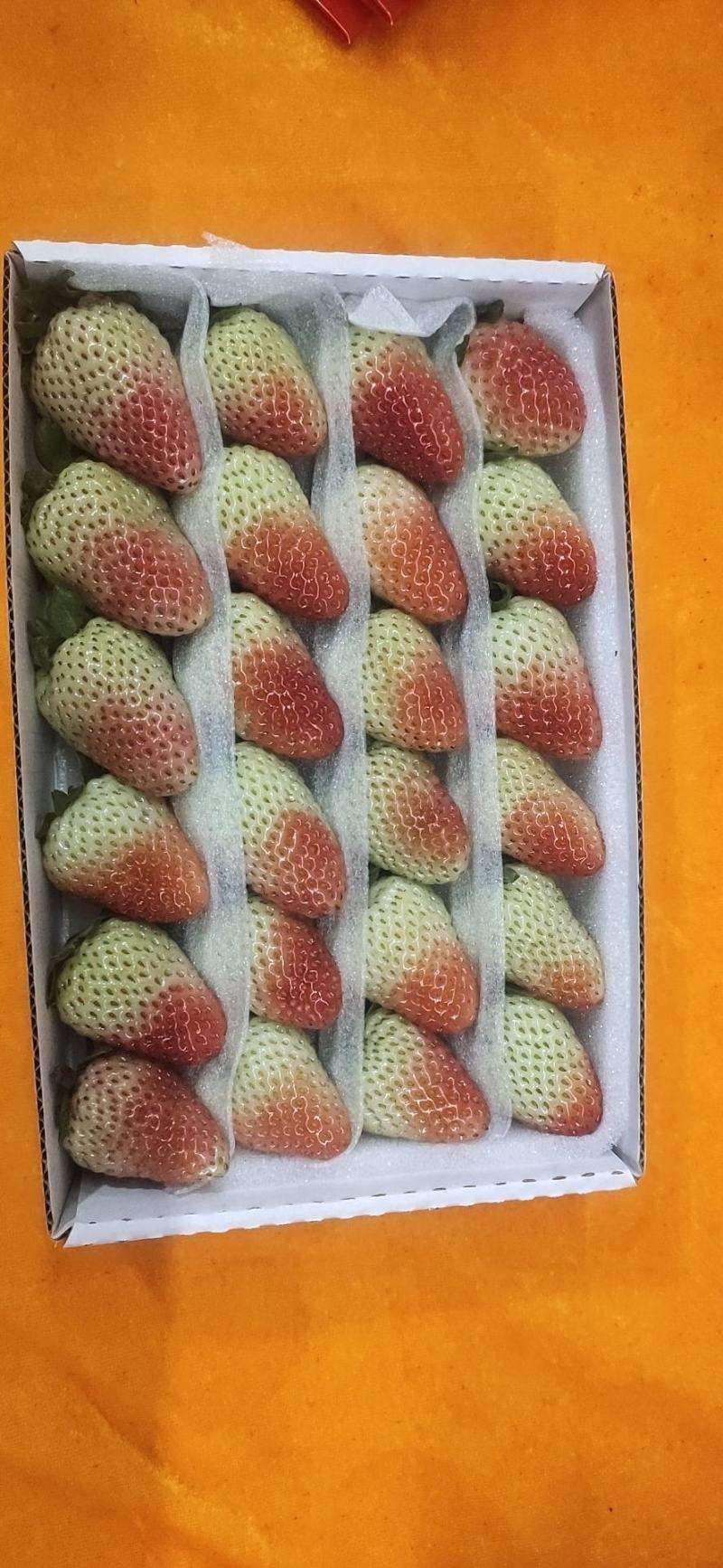 云南高原奶油草莓汁多味甜个大漂亮对接各大商超欢迎采
