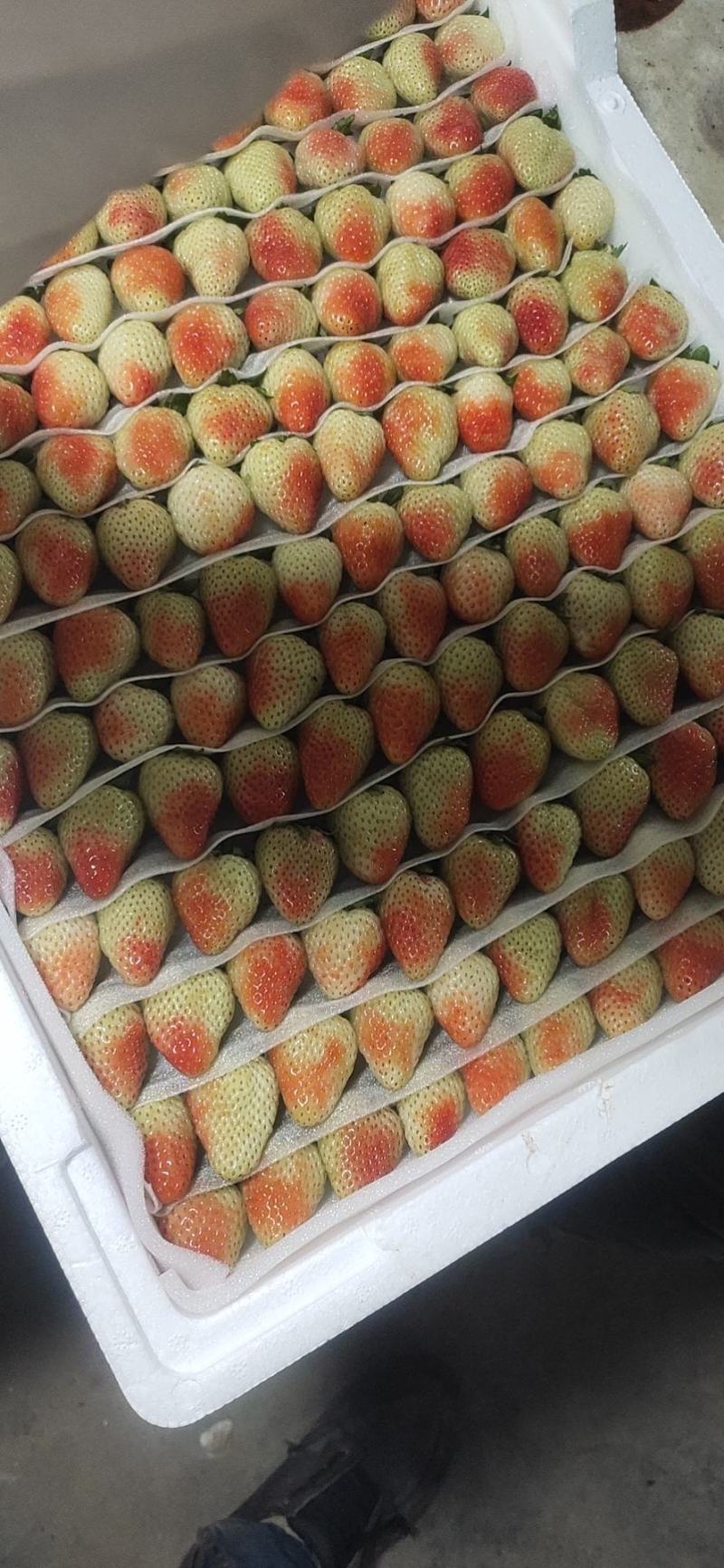 云南高原奶油草莓汁多味甜个大漂亮对接各大商超欢迎采