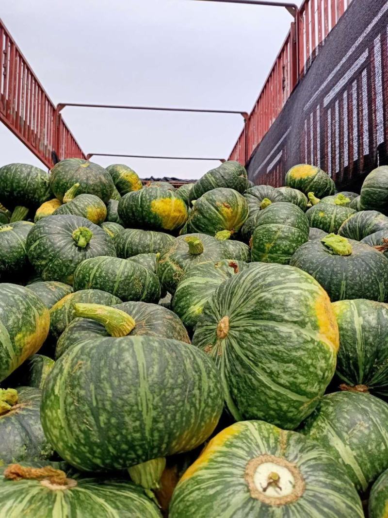 绿南瓜有货量大质量很好