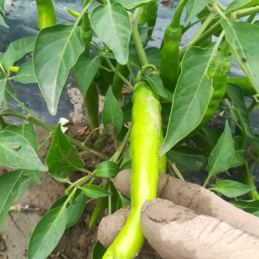 鲜红辣椒上市中有朋友需要的帮忙