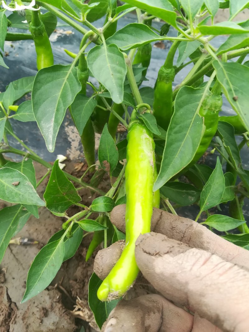 鲜红辣椒上市中有朋友需要的帮忙