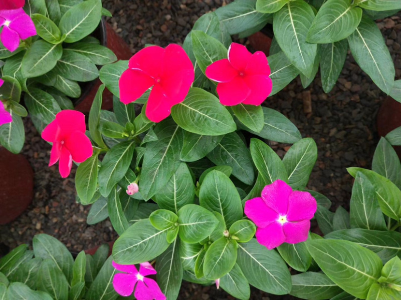 长春花新上市天天开花花朵艳丽，平凡而养眼，基地出货