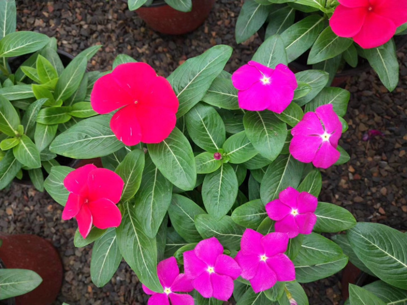 长春花新上市天天开花花朵艳丽，平凡而养眼，基地出货