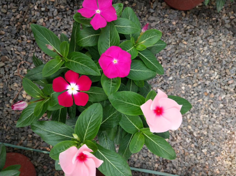 长春花新上市天天开花花朵艳丽，平凡而养眼，基地出货