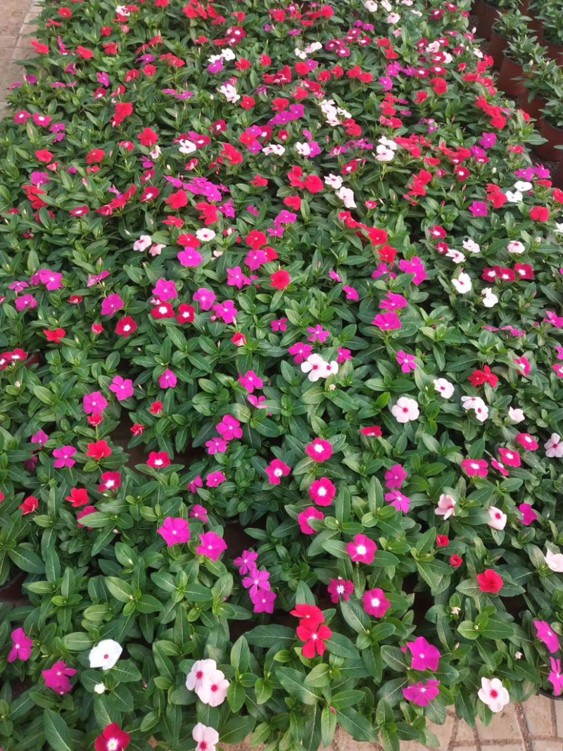 长春花新上市天天开花花朵艳丽，平凡而养眼，基地出货