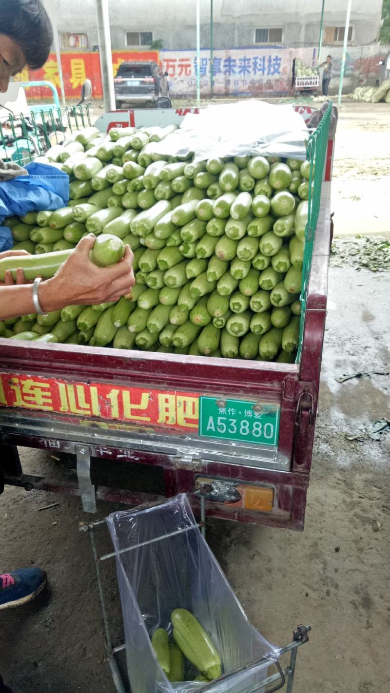 紫棒茄