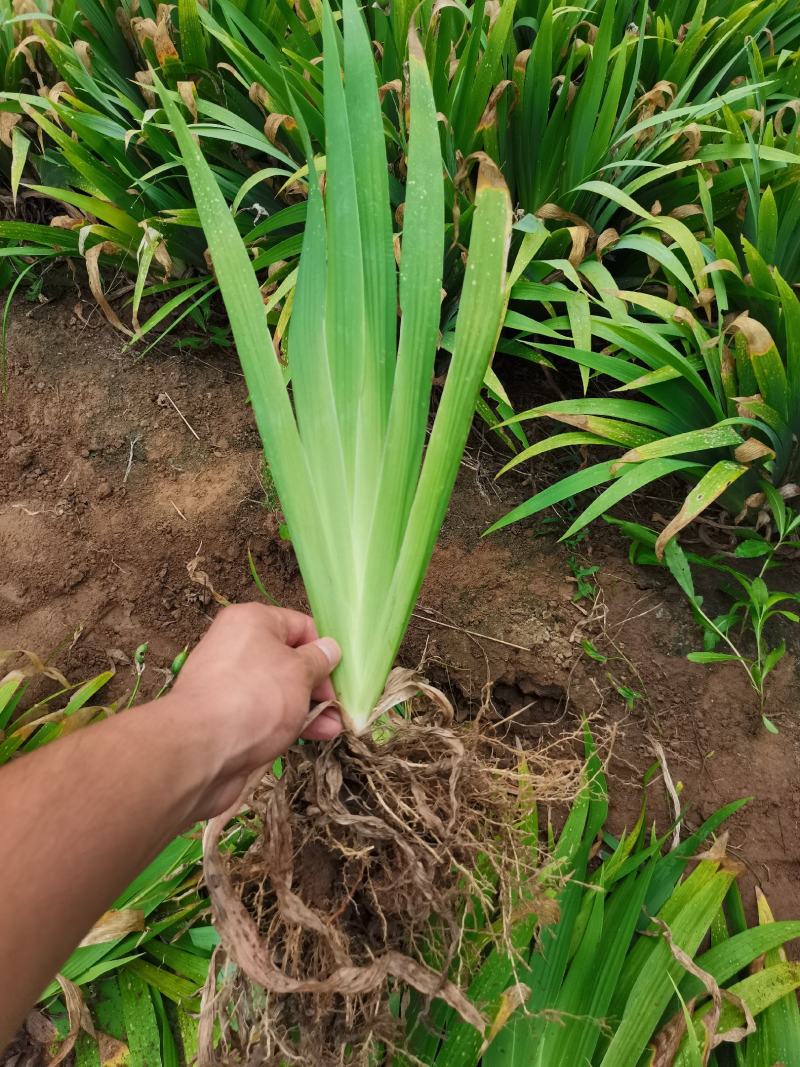 苗圃直销鸢尾工程苗，30-50高度大量供应