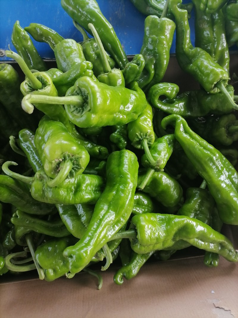 河南商丘泡椒大量上市出货，货源充足品质保证价格美丽欢迎合