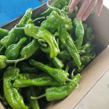 河南商丘泡椒大量上市出货，货源充足品质保证价格美丽欢迎合