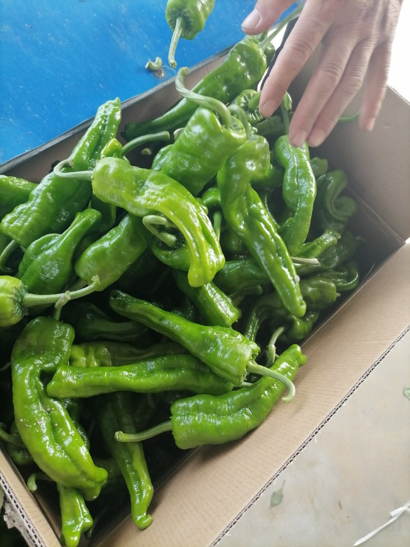 河南商丘泡椒大量上市出货，货源充足品质保证价格美丽欢迎合