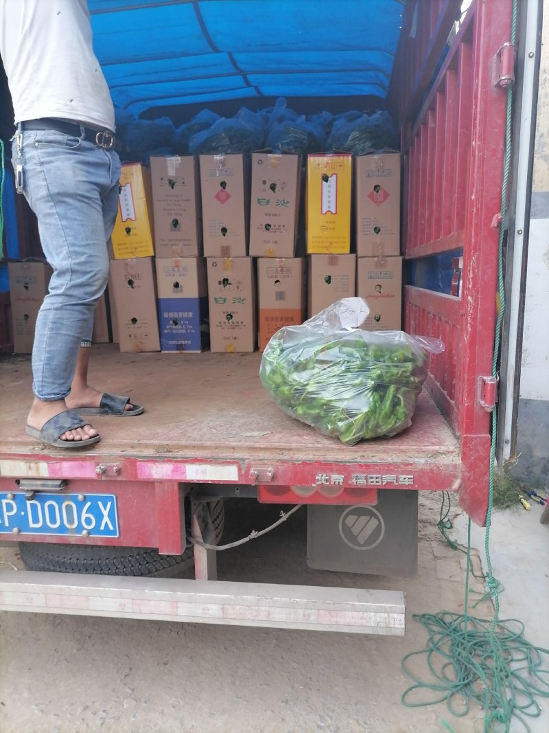 河南商丘泡椒大量上市出货，货源充足品质保证价格美丽欢迎合