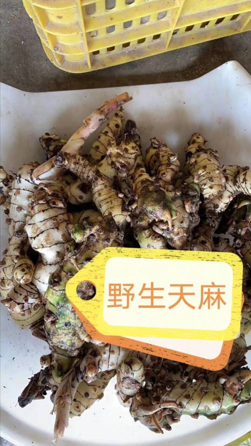 野生天麻广西野生天麻新鲜货，干货都有