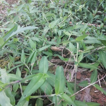 鸭跖草