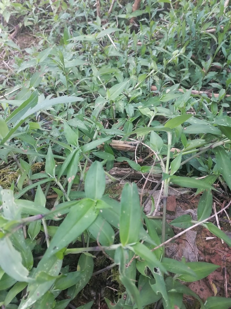 鸭跖草