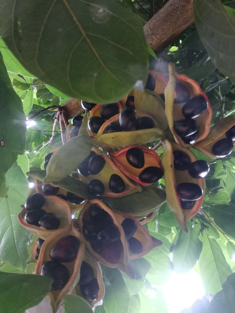 凤眼果六旺果苹婆树