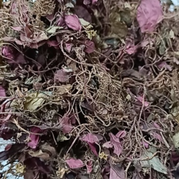 新货正宗野生红杆风柜斗草风谷草风鼓草风骨草