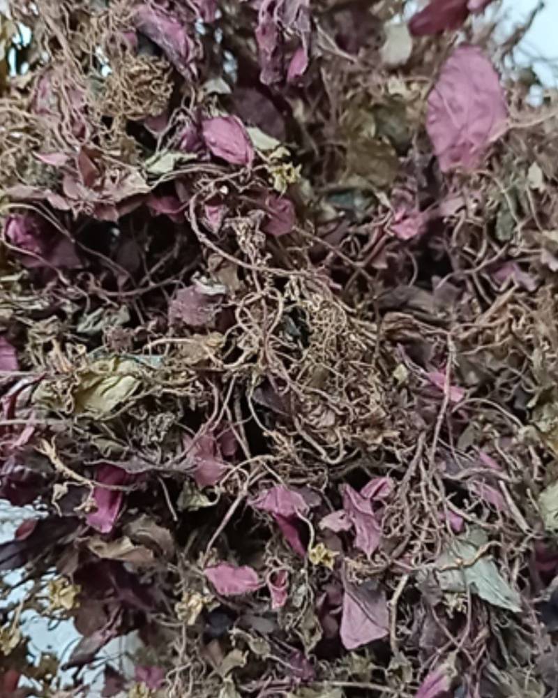 新货正宗野生红杆风柜斗草风谷草风鼓草风骨草