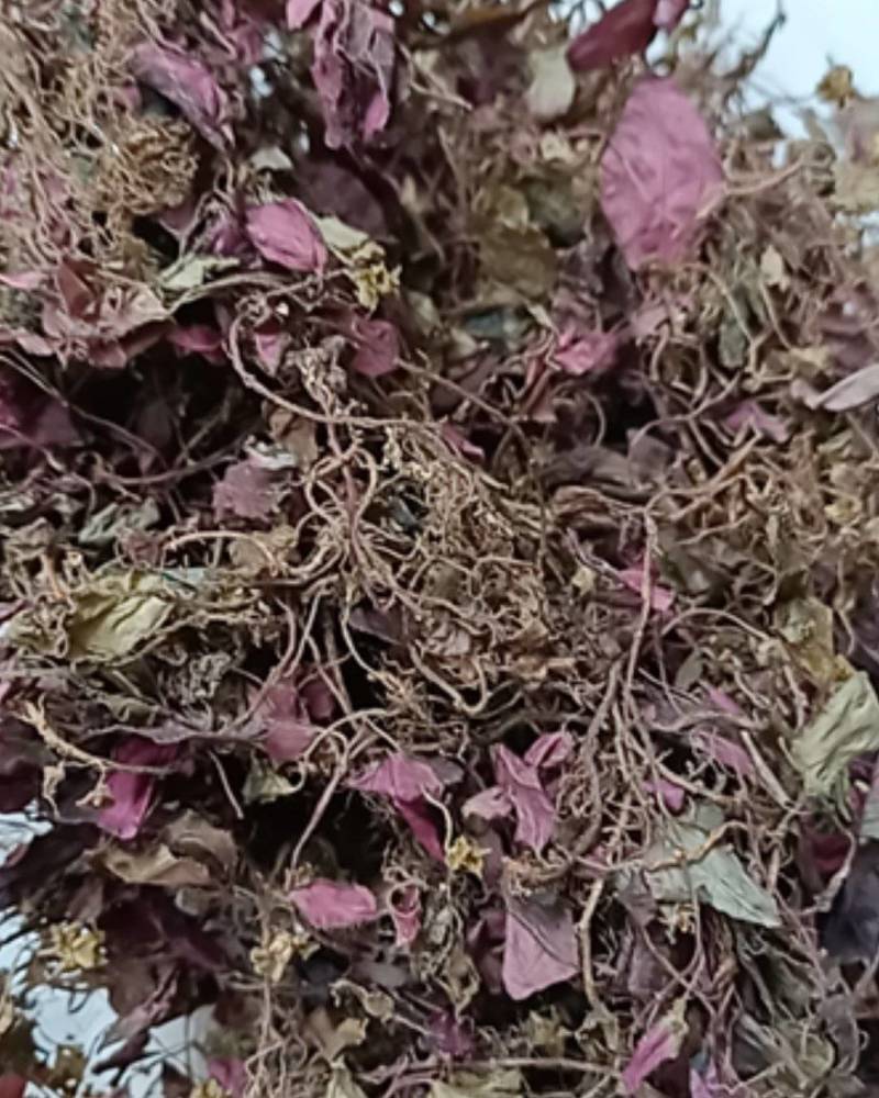 新货正宗野生红杆风柜斗草风谷草风鼓草风骨草