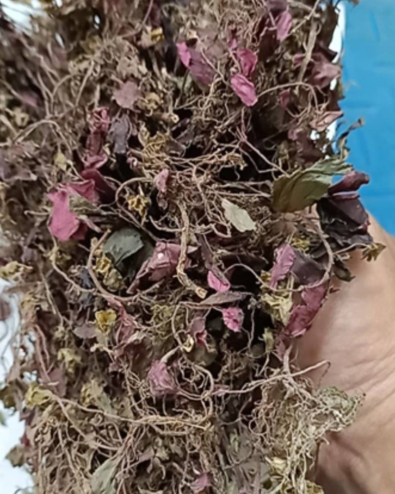 新货正宗野生红杆风柜斗草风谷草风鼓草风骨草