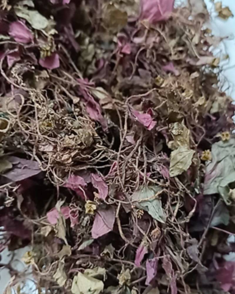新货正宗野生红杆风柜斗草风谷草风鼓草风骨草