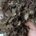 新货正宗野生风柜斗草干品风谷草风鼓草楮头红