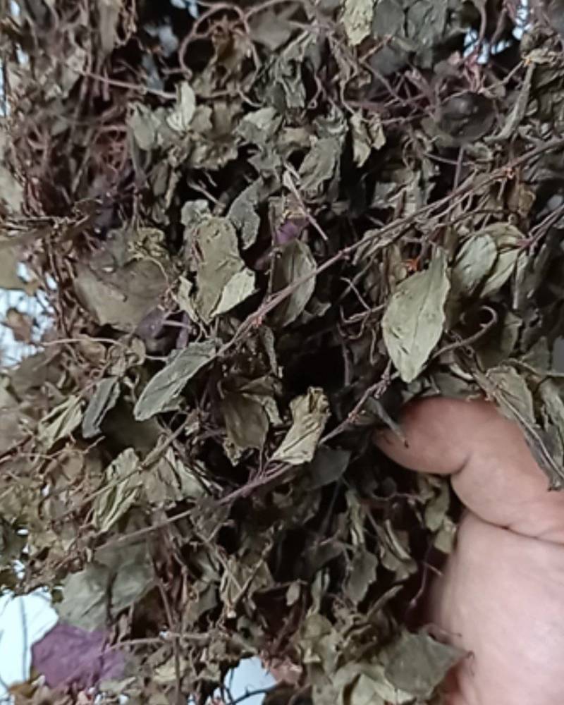 新货正宗野生风柜斗草干品风谷草风鼓草楮头红