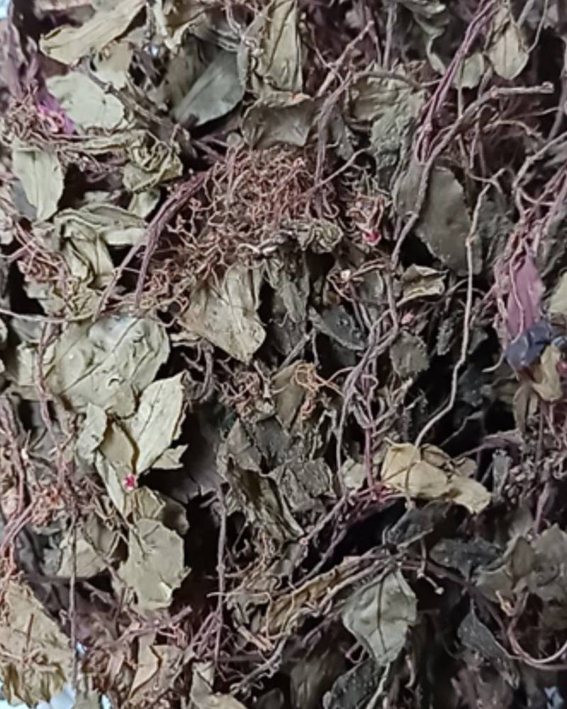 新货正宗野生风柜斗草干品风谷草风鼓草楮头红