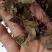 新货正宗野生风柜斗草干品风谷草风鼓草楮头红