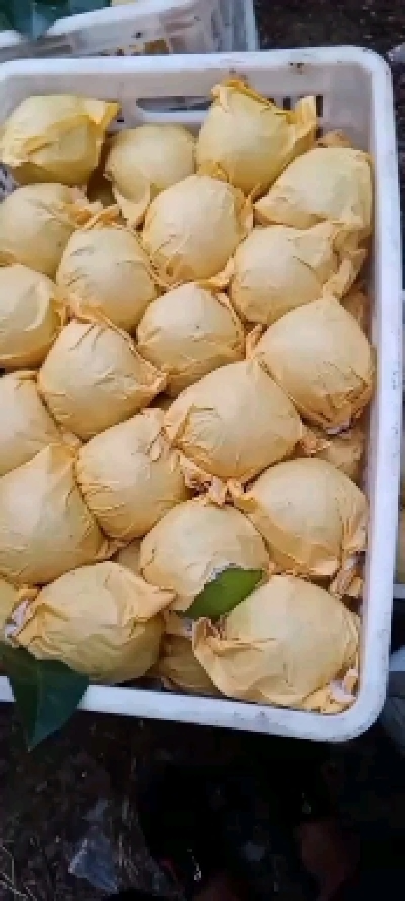 精品青皇冠大量上市，质量好，价格低，货源充足，口感脆甜，