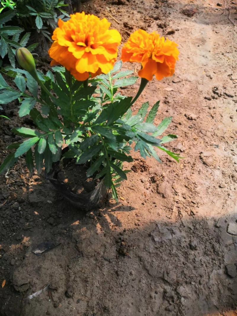 青州基地特价时令草花，孔雀草