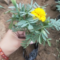 青州基地特价时令草花，孔雀草