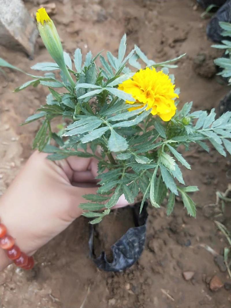青州基地特价时令草花，孔雀草