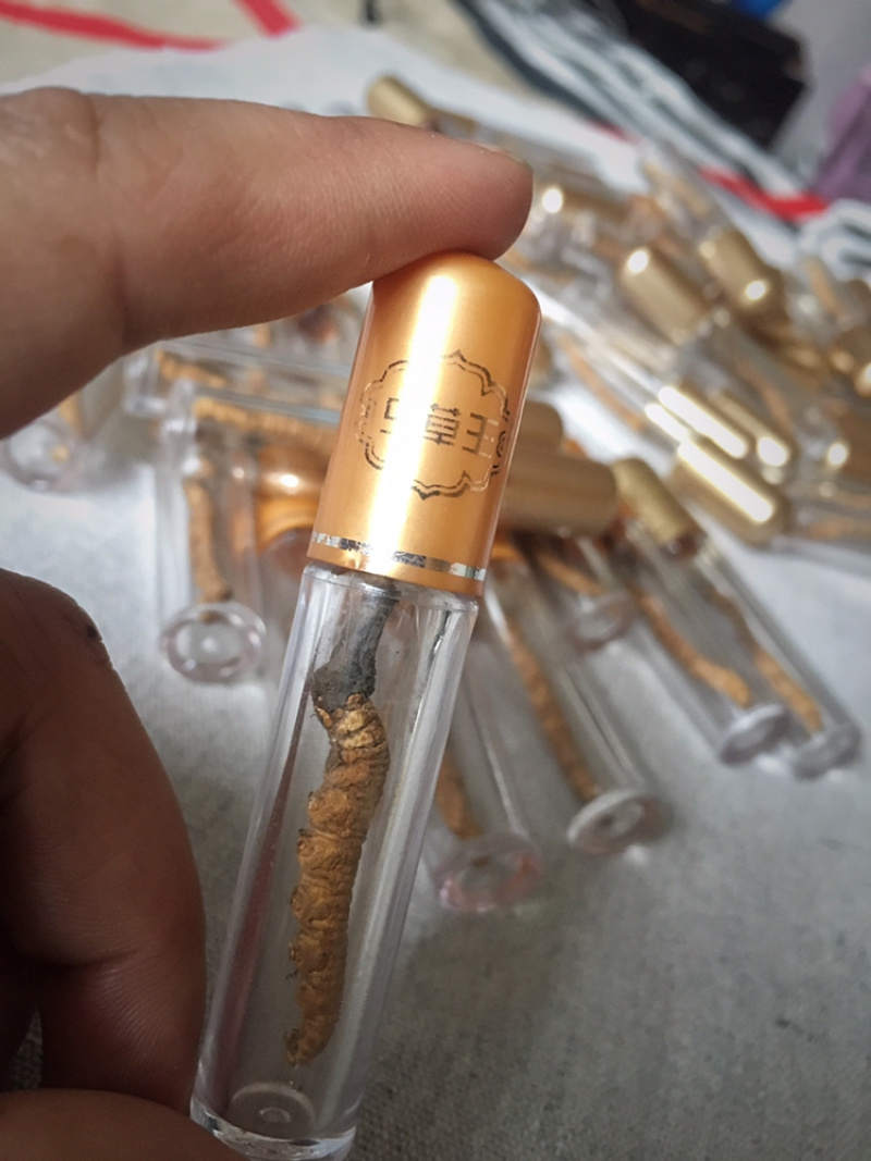 精品甘南直销虫草（冬虫夏草）中通包邮。