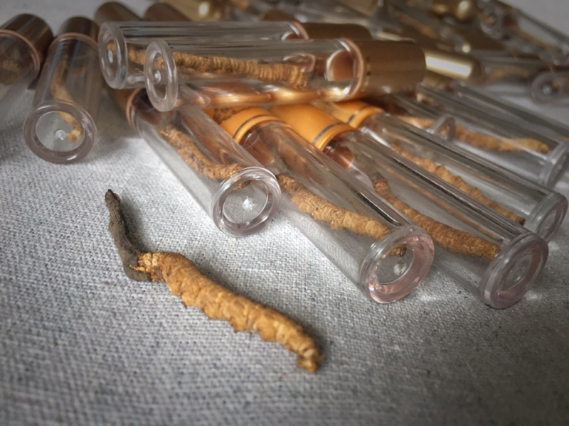 精品甘南直销虫草（冬虫夏草）中通包邮。